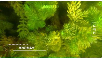 保護(hù)生物多樣性<a href=http://m.takfung.cn target=_blank class=infotextkey><a href=http://m.takfung.cn target=_blank class=infotextkey>雙良</a>環(huán)境</a>在行動(dòng)！