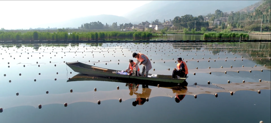 淺水湖泊生態(tài)修復與草型生態(tài)系統(tǒng)重構實踐