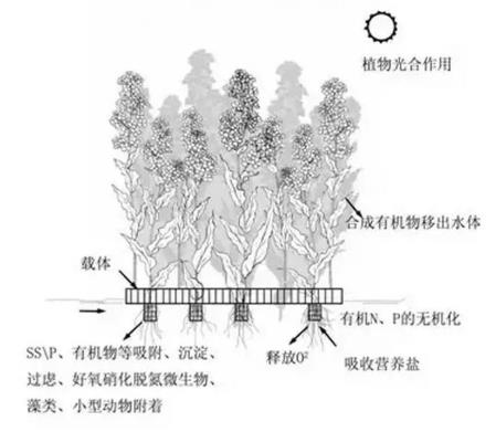生態(tài)浮島該如何用植物又該怎么選擇？