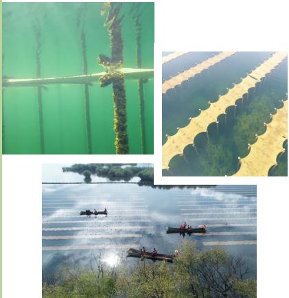 河湖生態(tài)修復中常利用生態(tài)浮島技術實現(xiàn)凈化水質營造景觀甚至收獲經濟作物的效果。
