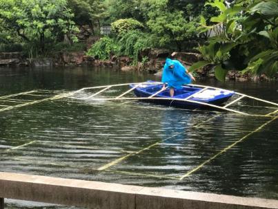 水生態(tài)修復(fù)中恢復(fù)沉水植物為何至關(guān)重要？