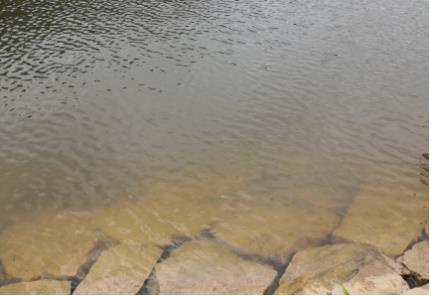 新聞轉載｜汾湖第一大湖泊整治，目標：水清、湖暢、岸綠、景美