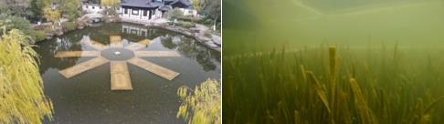 “水下森林”保護河湖！一文看懂清水型生態(tài)系統(tǒng)技術