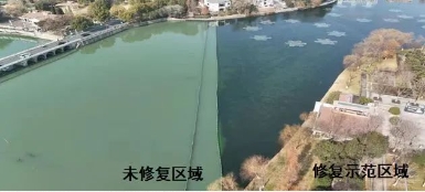 媒體聚焦｜修復(fù)水生態(tài)，波葉海菜花現(xiàn)身南京江寧